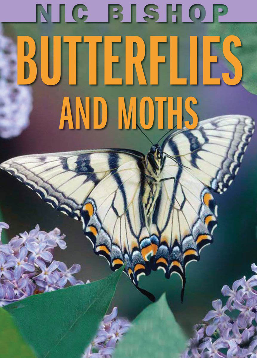 Nic Butterflies and Moths Scholastic International